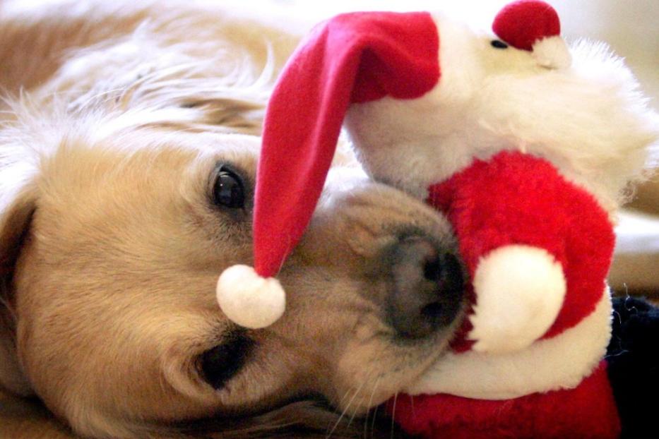 Ein Golden Retriever kuschelt mit einer Weihnachtsmann-Puppe.