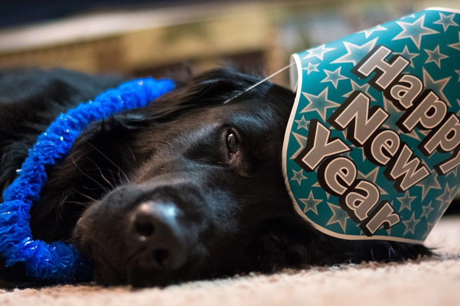 Ein schwarzer Hund mit einer blauen Girlande und einem Partyhut mit der Aufschrift „Happy New Year“ liegt auf dem Boden.