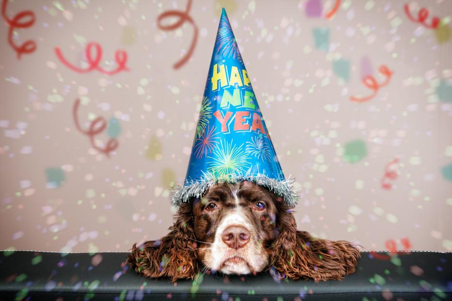 Ein Hund mit einem blauen Partyhut vor einem Hintergrund mit Konfetti.