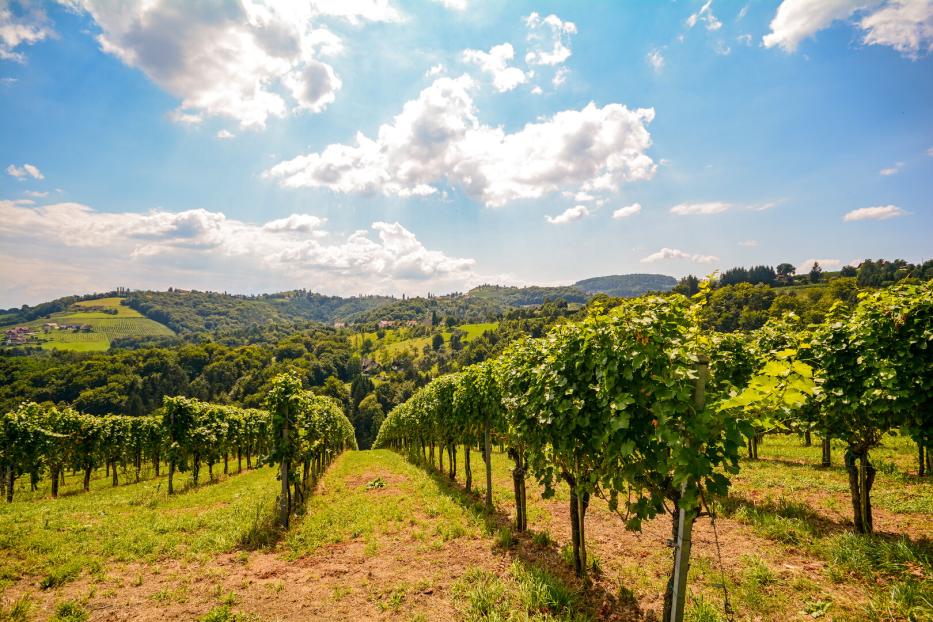 Zu sehen sind Pannonische Weinreben