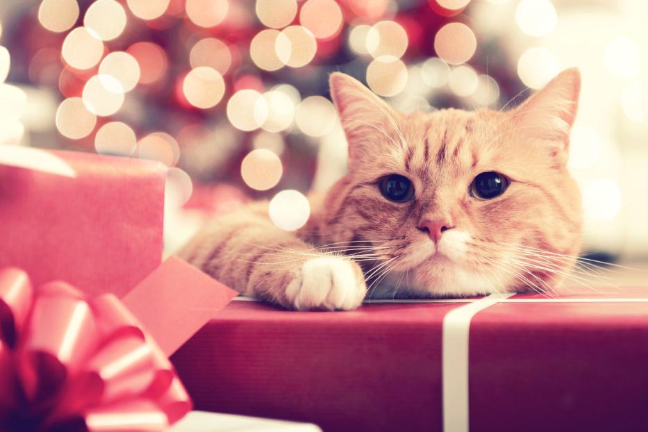 Eine getigerte Katze liegt auf einem roten Geschenk vor einem verschwommenen Hintergrund mit Lichtern.