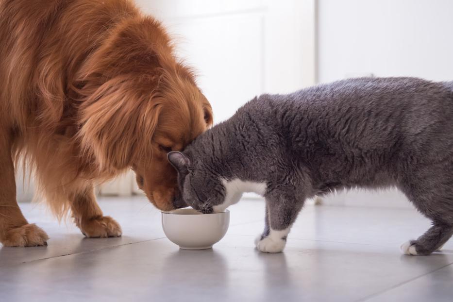 Ein Golden Retriever und eine graue Katze fressen gemeinsam aus einer Schüssel.