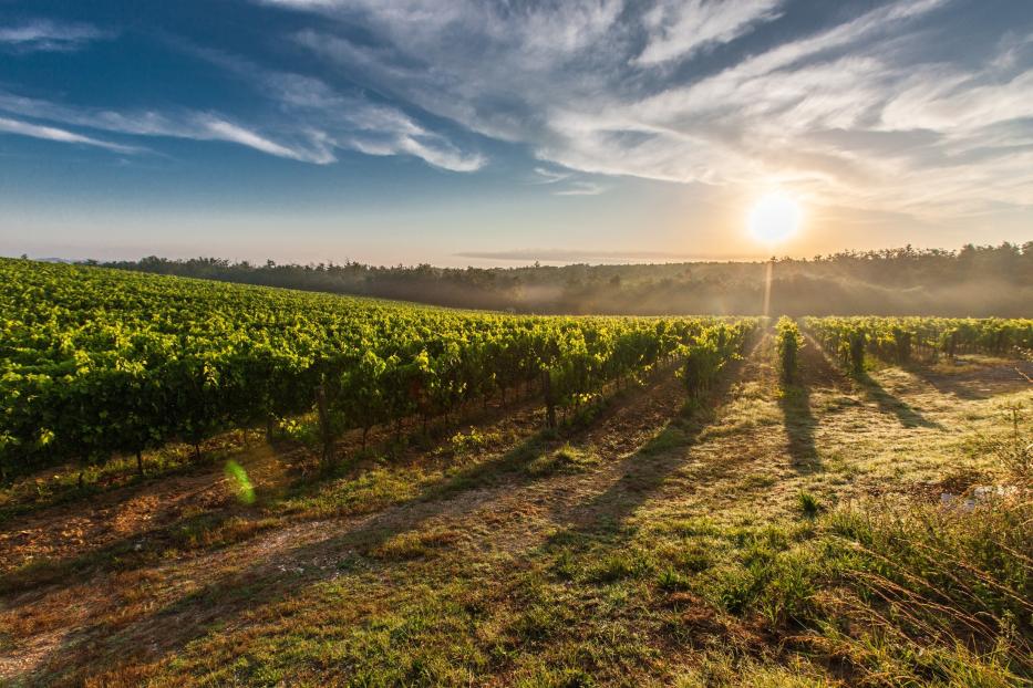 Ein Berg mit mehreren WeinReben-Reihen, mit dem Sonnenaufang am Horizont