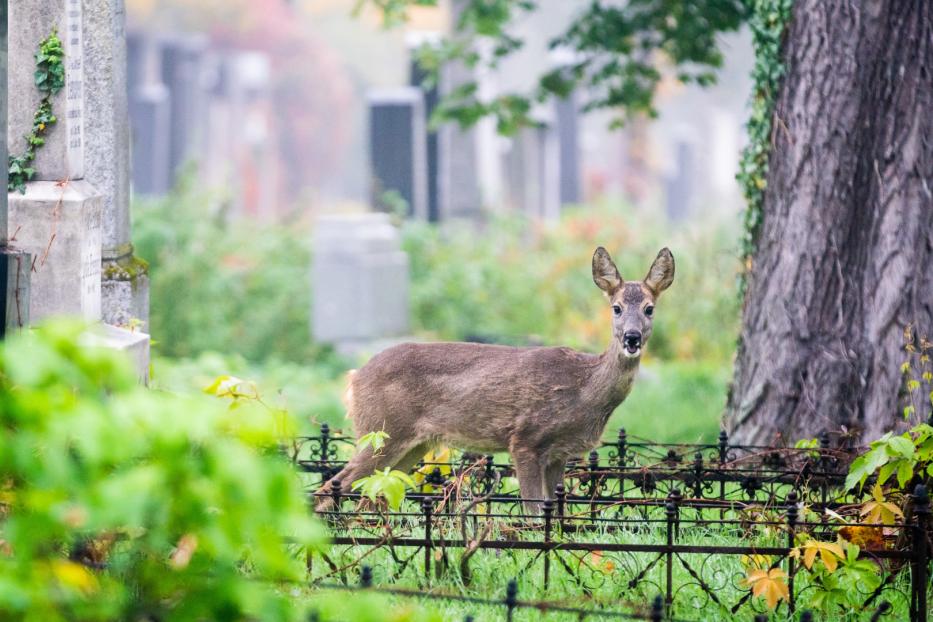 Der Zentralfriedhof ist auch ein Ort des Lebens