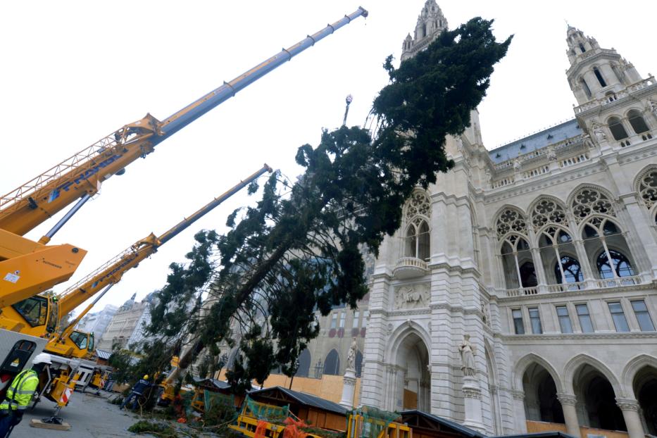 Der heurige Weihnachtsbaum ist 130 Jahre alt