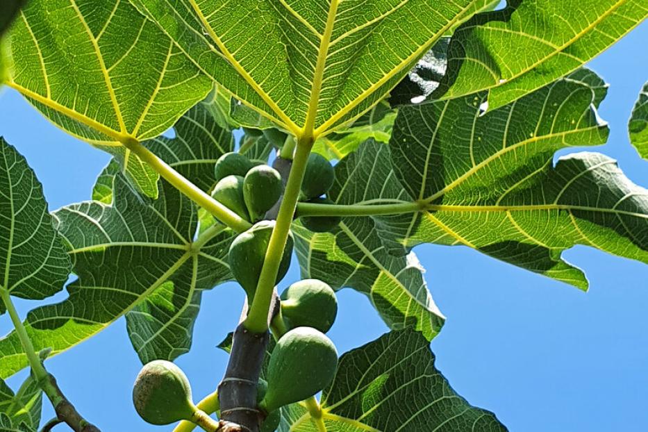 Feigenbaum mit noch grünen Früchten. 