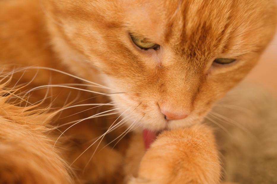 Eine rote Katze schleckt sich die Pfote.