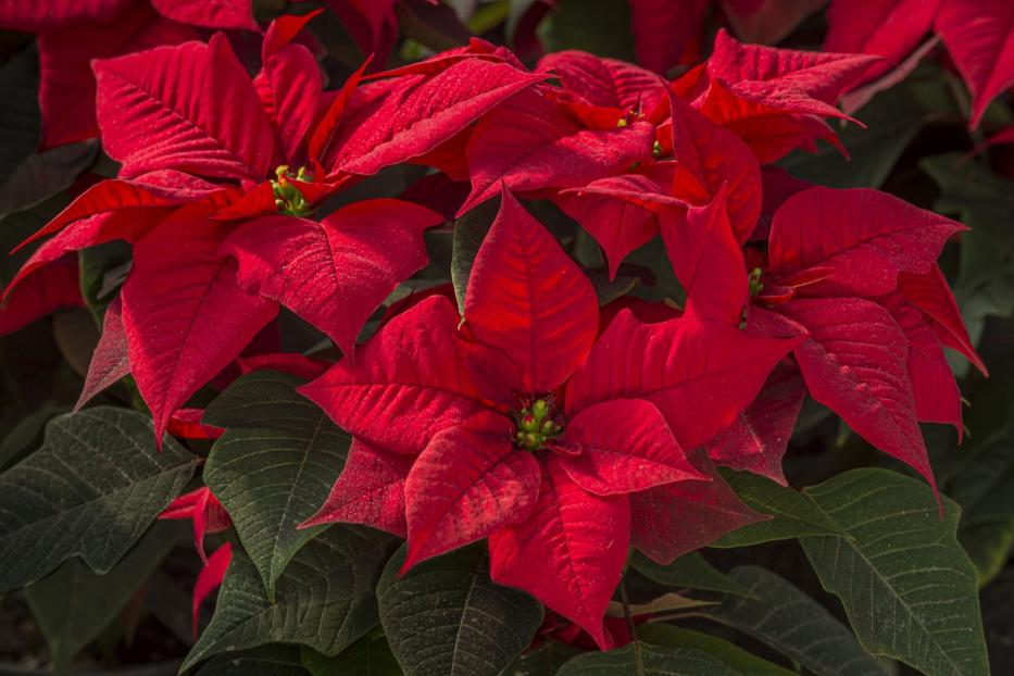 Mehrere leuchtend rote Weihnachtssterne mit grünen Blättern.