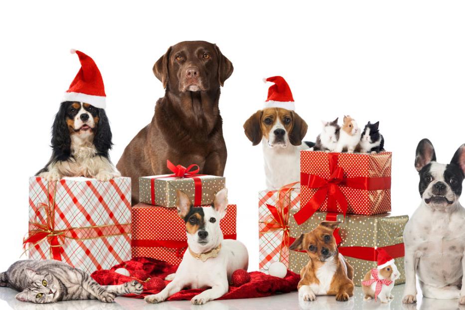 Mehrere Hunde, eine Katze und Meerschweinchen posieren mit Weihnachtsgeschenken und Weihnachtsmützen.