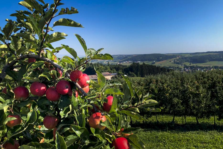 Apfelstrasse Herbst Ausflug