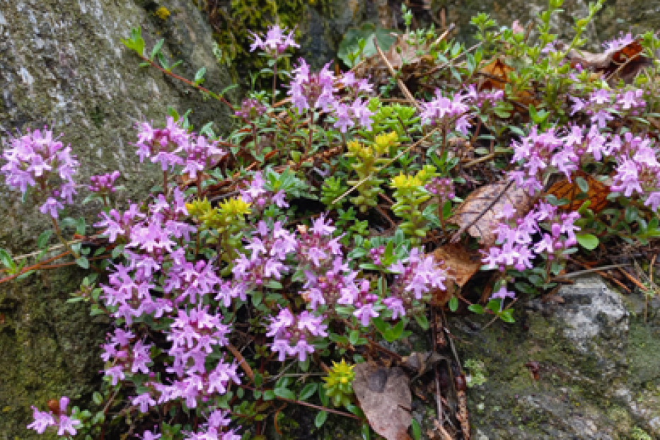 Blühender Thymian wächst auf einem moosbewachsenen Felsen.