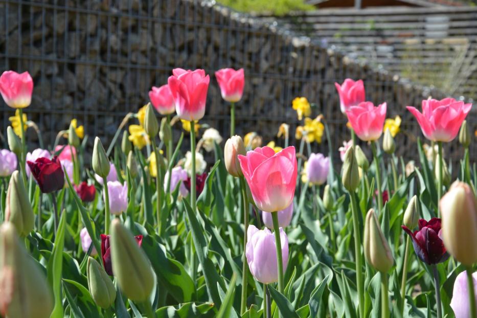 Tulpen