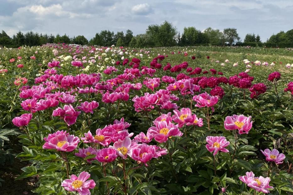 Ein Feld voller rosa und roter Pfingstrosen unter einem bewölkten Himmel.