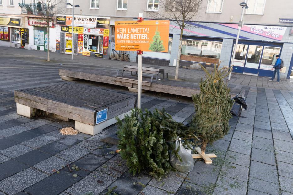 Auf einem Platz liegen ausgediente Weihnachtsbäume neben einem Sammelstelle-Schild.