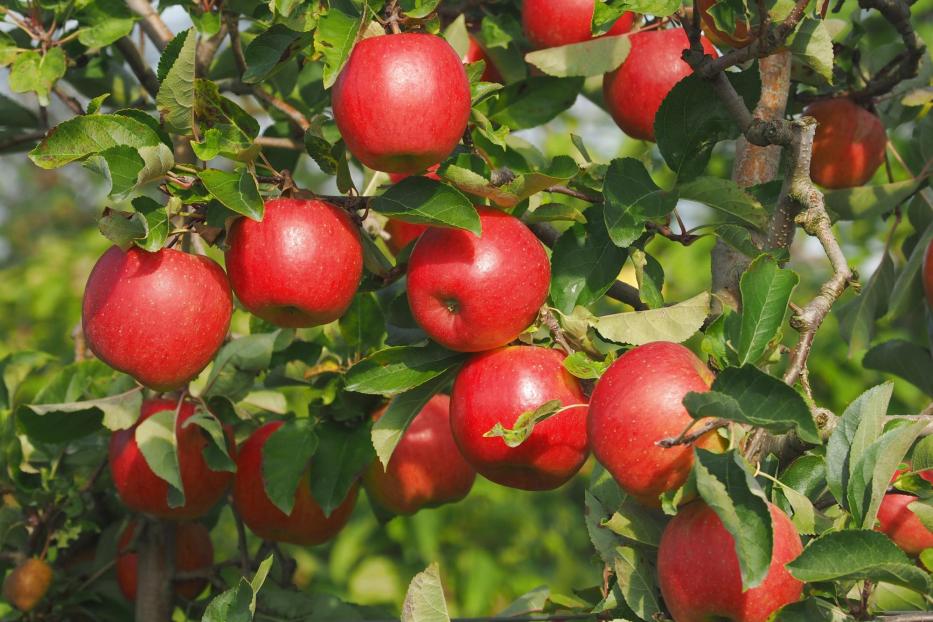 ein Zweig voller glänzender, roter Äpfel in der Sonne