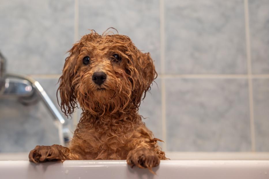 Ein nasser Hund sitzt in der Badewanne.