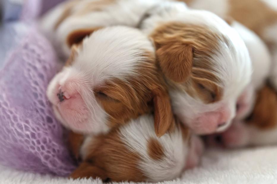 Neugeborene Hündchen kuscheln in einer rosa Decke.