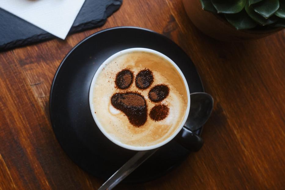 Das "Barista Cats" schließt die Türen