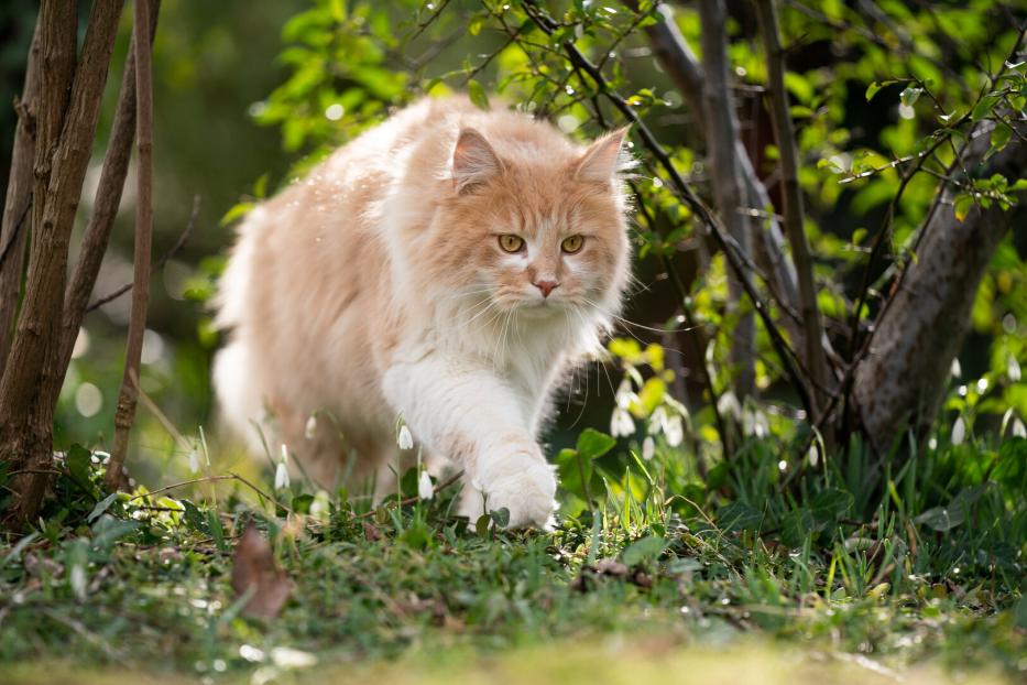 Eine Langhaarkatze schleicht durch den Garten.