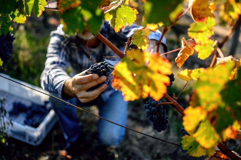 Winemaker harvesting grapes