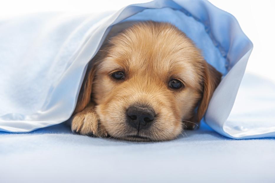 Ein vier Wochen alter Golden Retriever kuschelt sich unter eine blaue Decke.