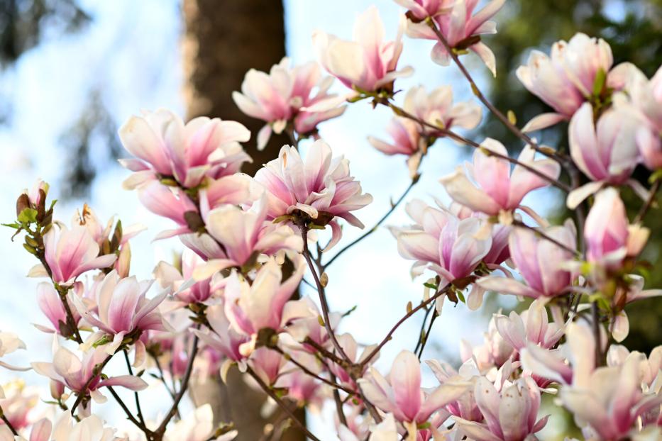 ++ THEMENBILD ++ BLÜTEN / BLÜHEN / PFLANZEN / MAGNOLIE / FRÜHLING / JAHRESZEIT / WETTER