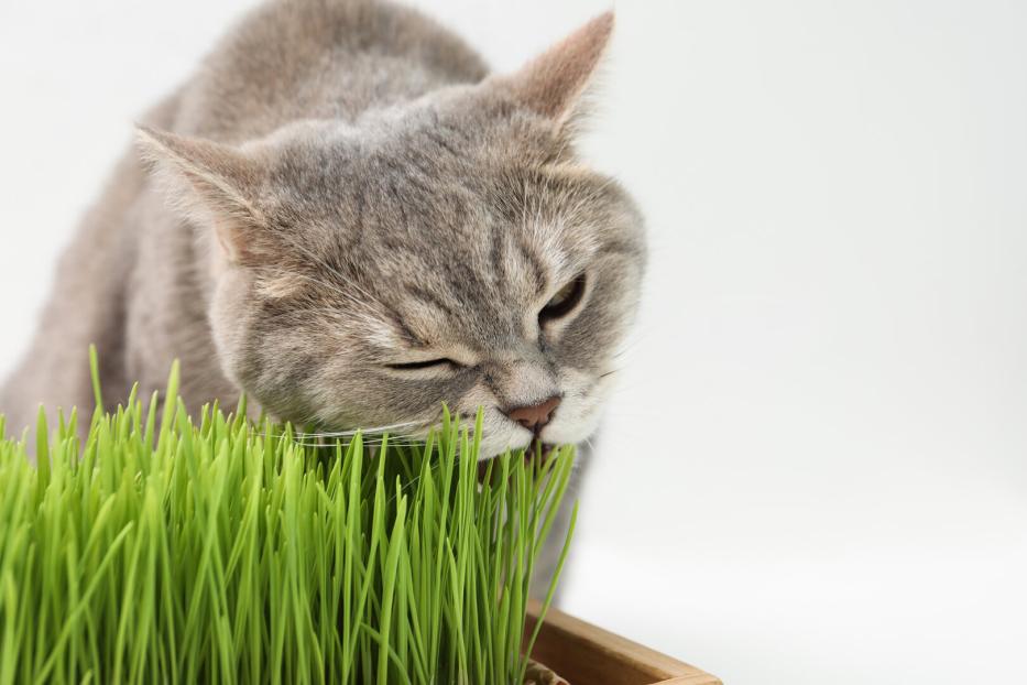Eine graue Katze frisst Katzengras.