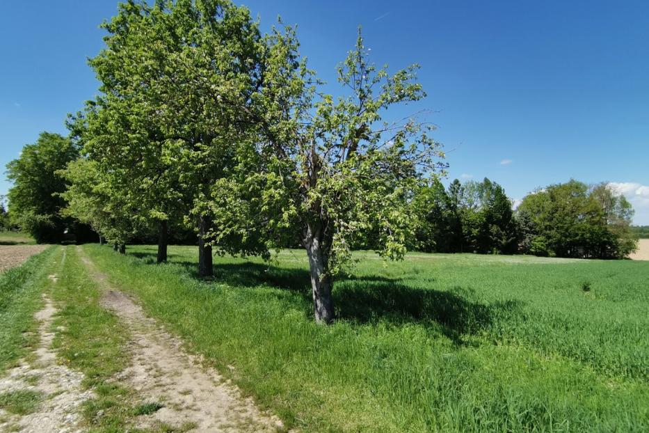 Schleissheim