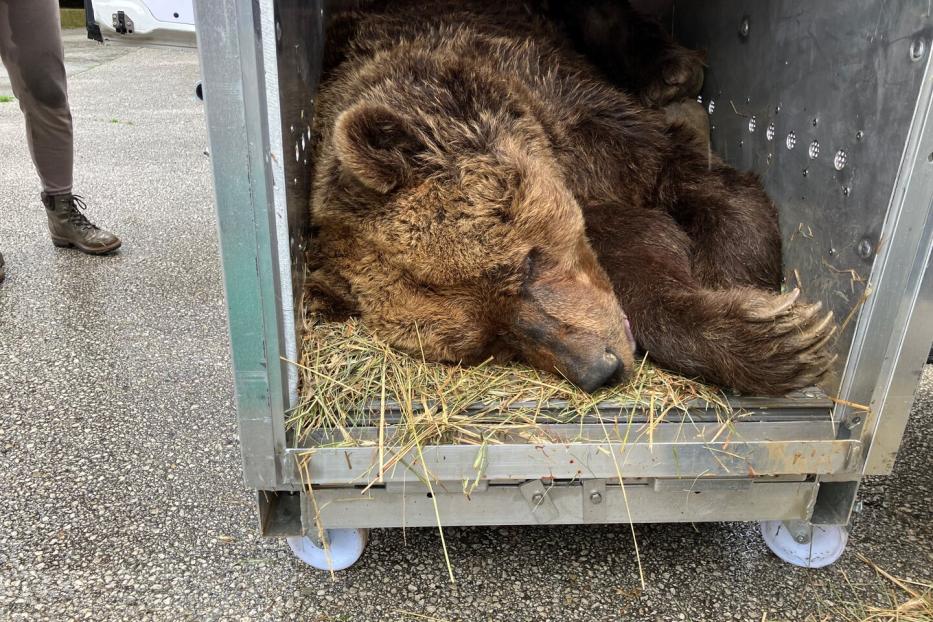 Bär Felix schläft in der Transportbox.