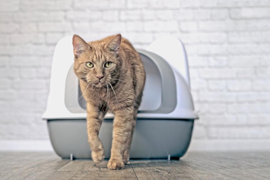 Eine Katze steigt vorsichtig aus ihrem Katzenklo.