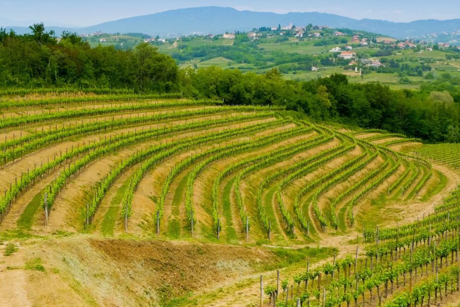 Collio Weinberge