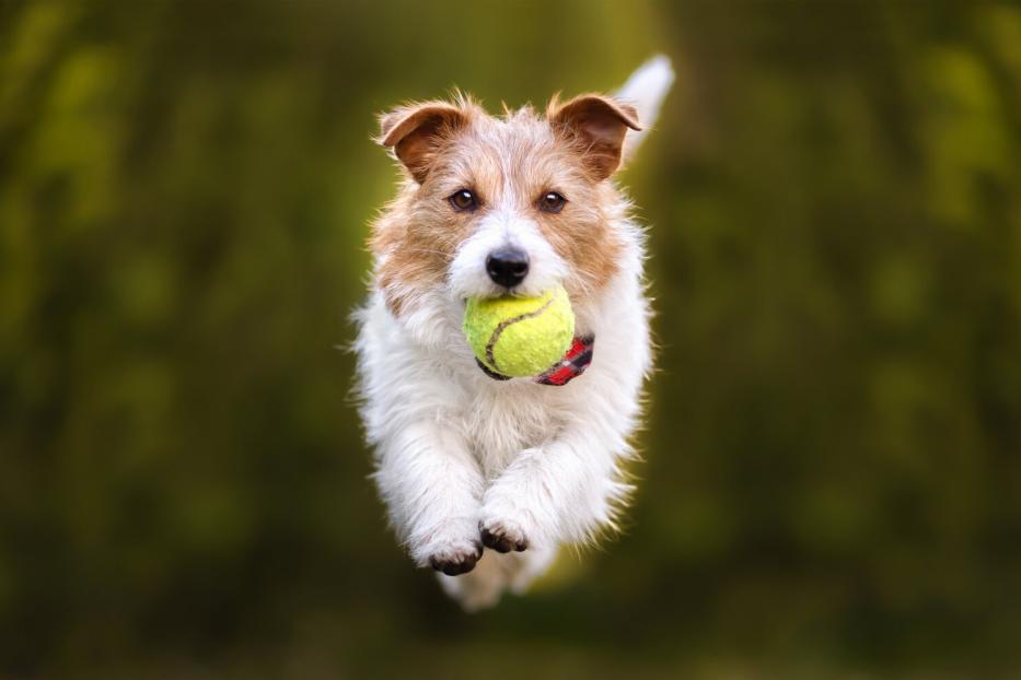 Ein Terrier jagd mit einem Tennisball im Maul über den Spielplatz.