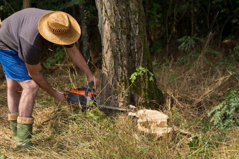 Man saws an acacia tree with a chainsaw in the woodland