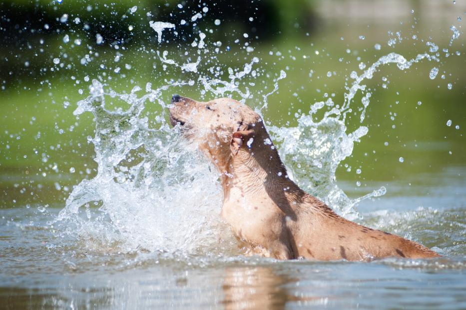 Beige pitbull terrier running out from water