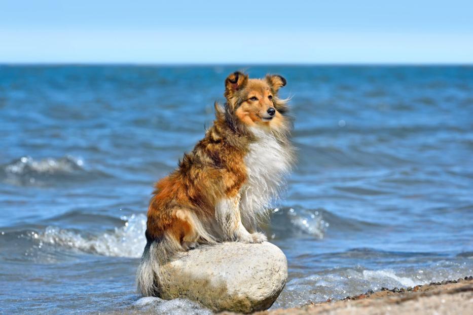Ein Hund sitzt auf einem Felsen am Meeresstrand.