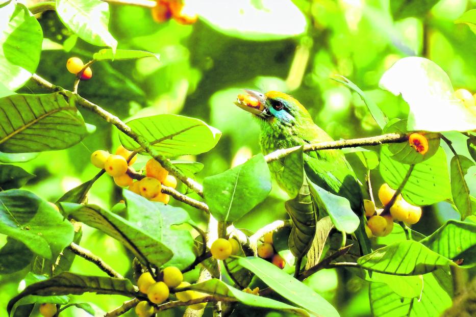 Ein Vogel sitzt im Baum und frisst eine unreife Frucht.