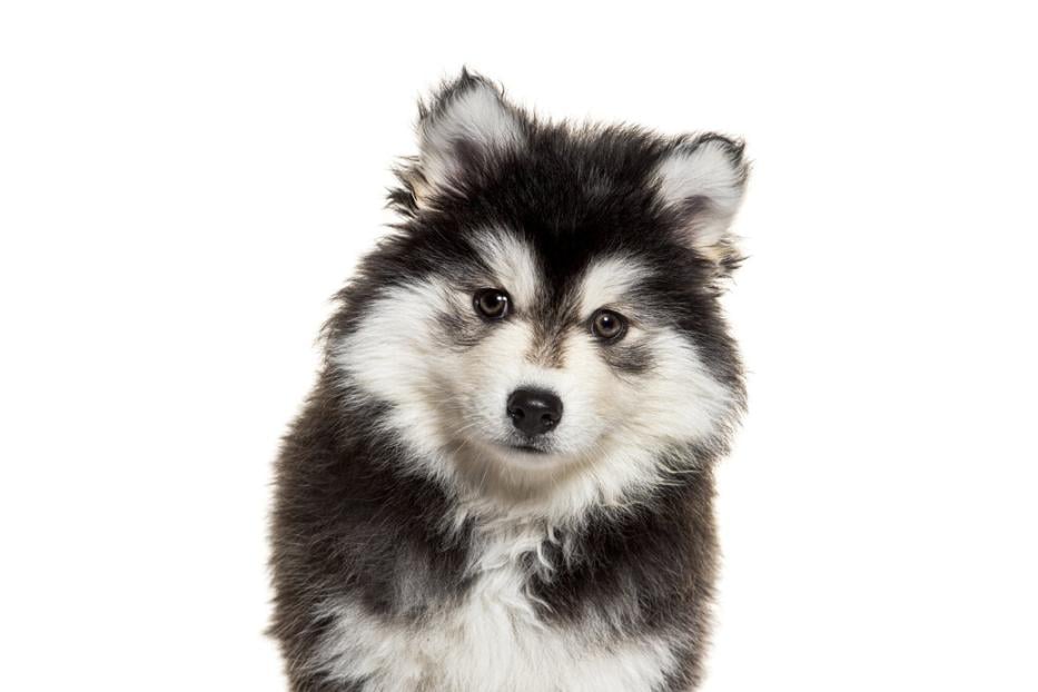 Ein junger Pomsky, eine Mischung aus Zwergspitz und Husky, blickt treuherzig in die Kamera.