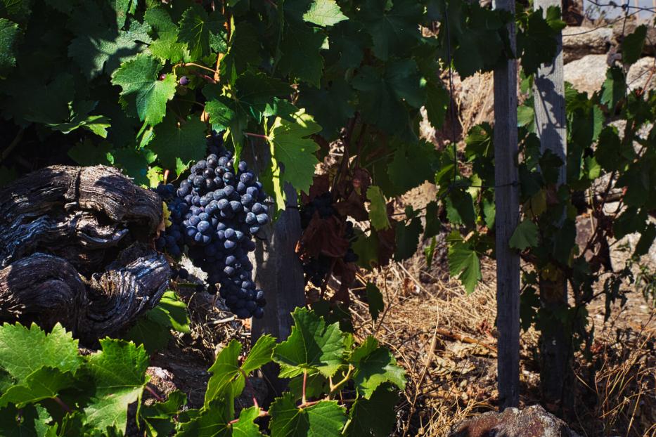 Close-up of a bunch of grapes in a vineyard in the mountains of Galicia.