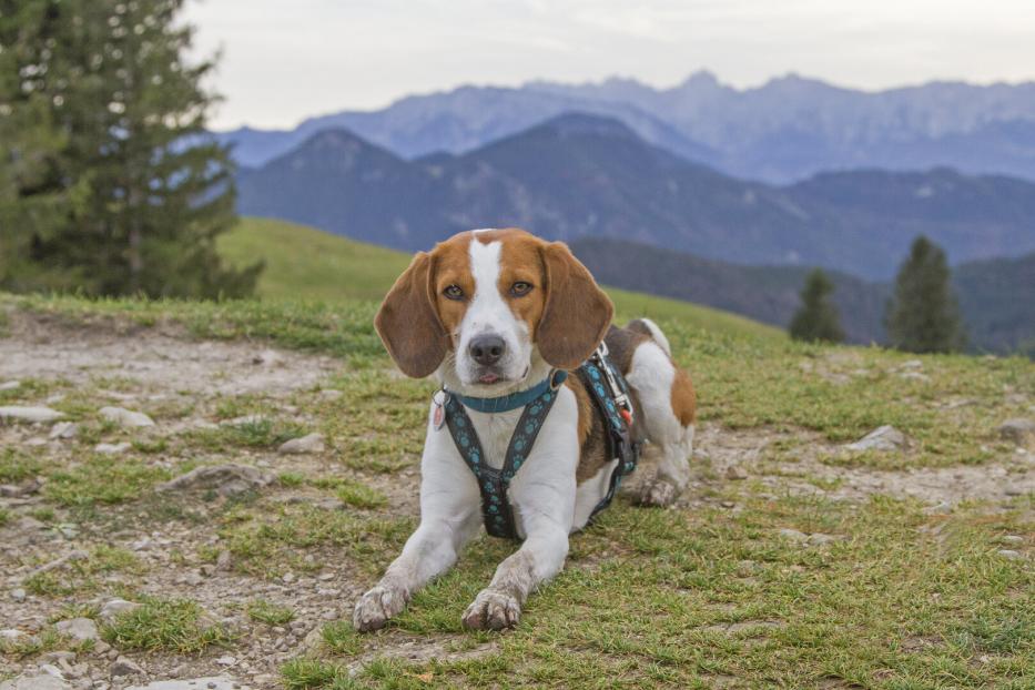 Ein Beagle rastet in den Bergen.