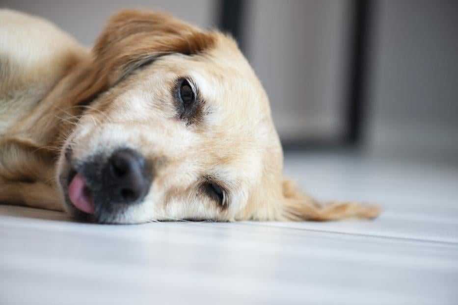 Ein Golden Retriever liegt am Boden und streckt die Zunge heraus.