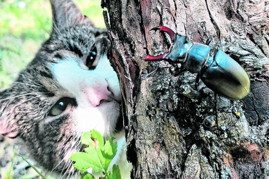 Eine Katze beobachtet einen Hirschkäfer, der auf einem Baumstamm sitzt.