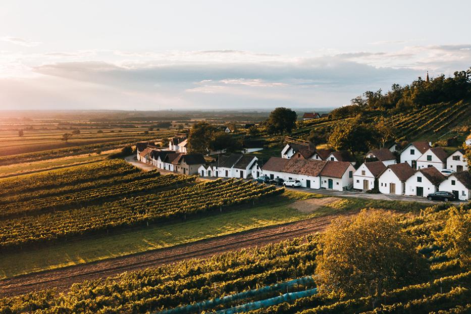 Weinberge im abendlichen Sommerlicht