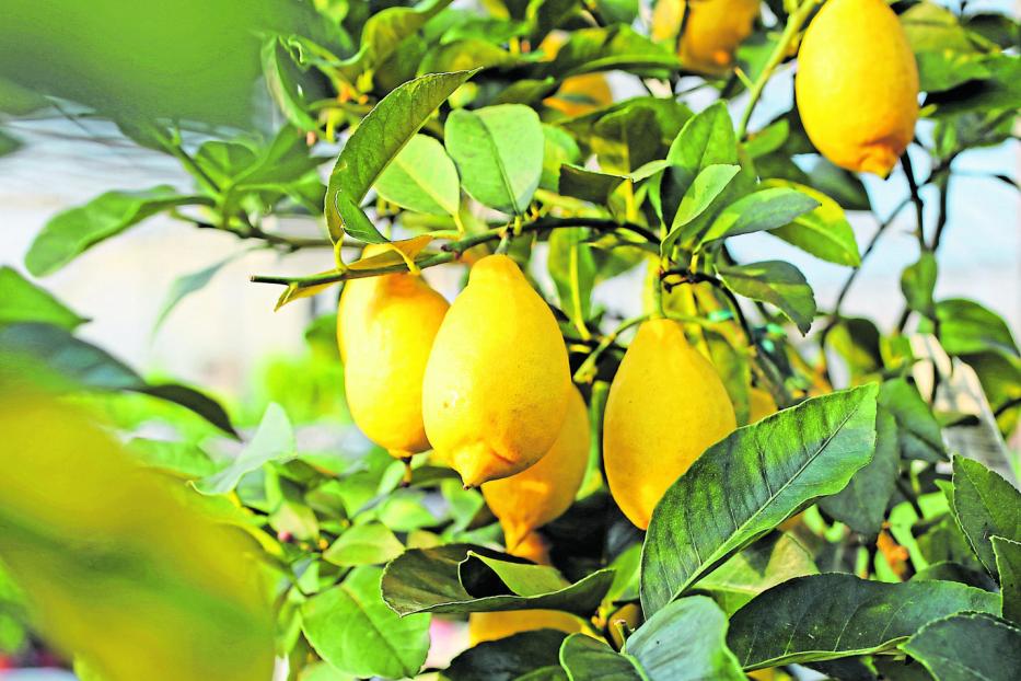 Yellow lemons in the tree of the Orchard