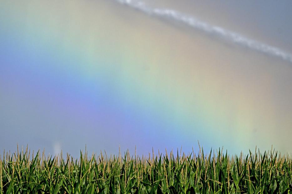 REgenbogen über Feld