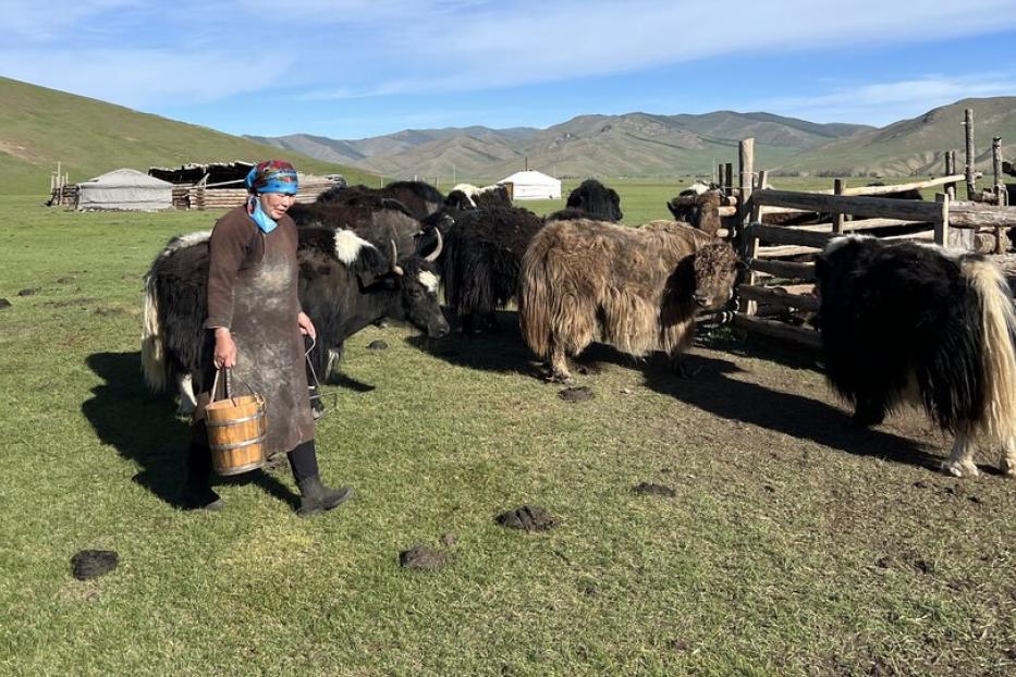 Mongolische Nomadin geht über eine Wiese neben ihren Yaks mit einem Kübel Wasser