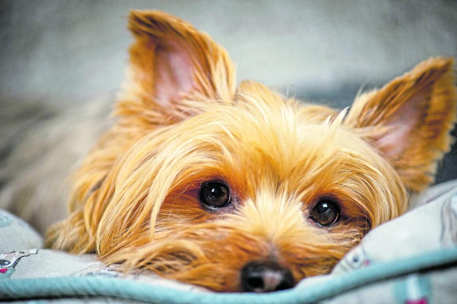 Ein brauner Yorkshire Terrier liegt krank im Bett.