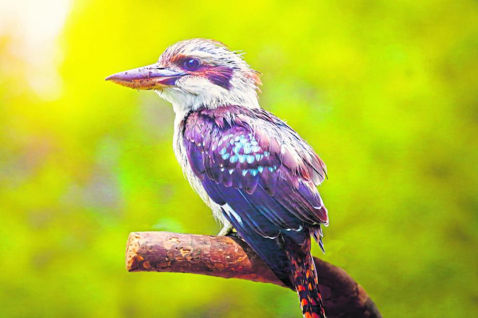 Ein australischer Eisvogel sitzt auf einem Ast.