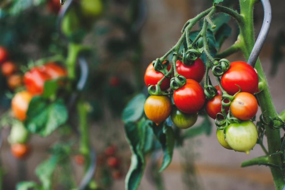 Reife Tomaten wachsen in einem Gewächshaus, umgeben von grünen Blättern und optimalen Wachstumsbedingungen.