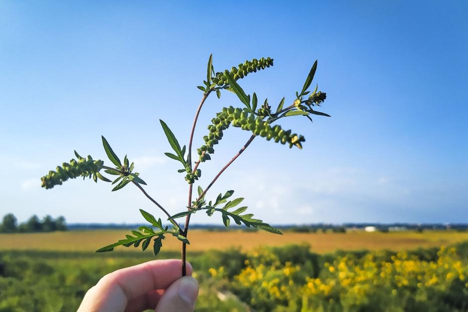 Hand hält einen Ragweed-Trieb in der Hand. 