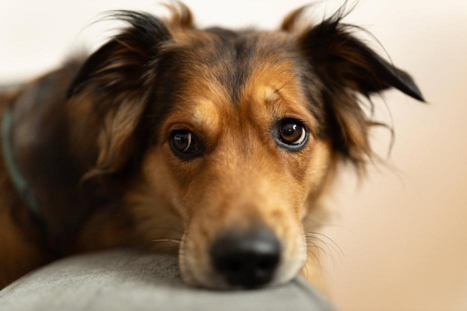 Ein Golden Retriever-Mischling schaut mit traurigem Blick in die Kamera.